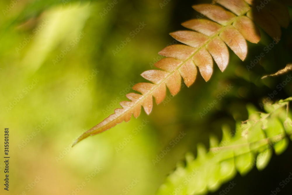 fern leaf closeup in nature ambient