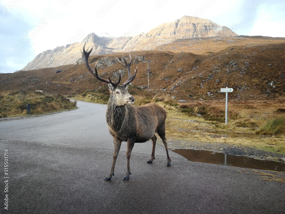 Fototapeta premium deer in the mountains