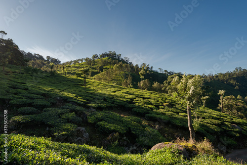 Scenic view over tea plantation near Munnar in Kerala, South India on sunny day