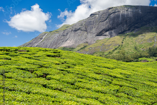 Scenic view over Eravikulam National Park tea plantations in Kerala, South India on sunny day photo