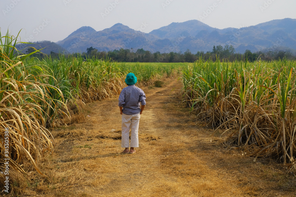 Fototapeta premium Woman walks on the road amidst a maize field