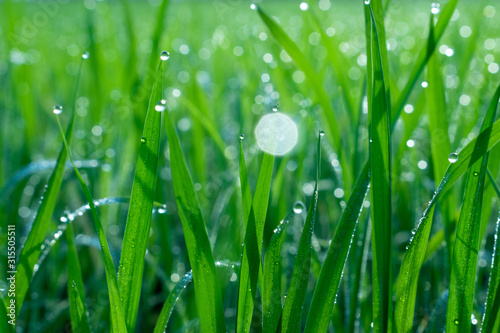 Beautiful natural background of green grass with dew and water drops.