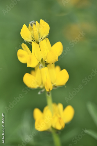 Close up of yelloe lupin flower in bloom    