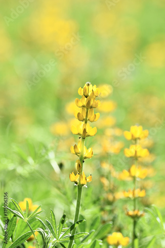 Close up of yelloe lupin flower in bloom     photo