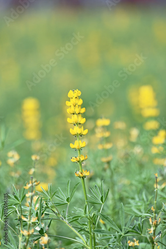 Close up of yelloe lupin flower in bloom     photo