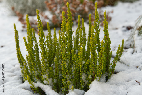 Calluna vulgaris - green heather in snow. A bunch of Erica carnea, flowering subshrub plant shoot at winter time photo