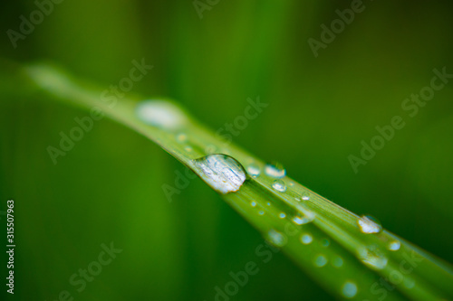 Droplet of water on grass