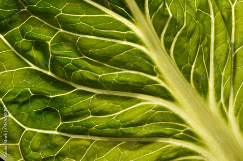 Lettuce leaf closeup veins