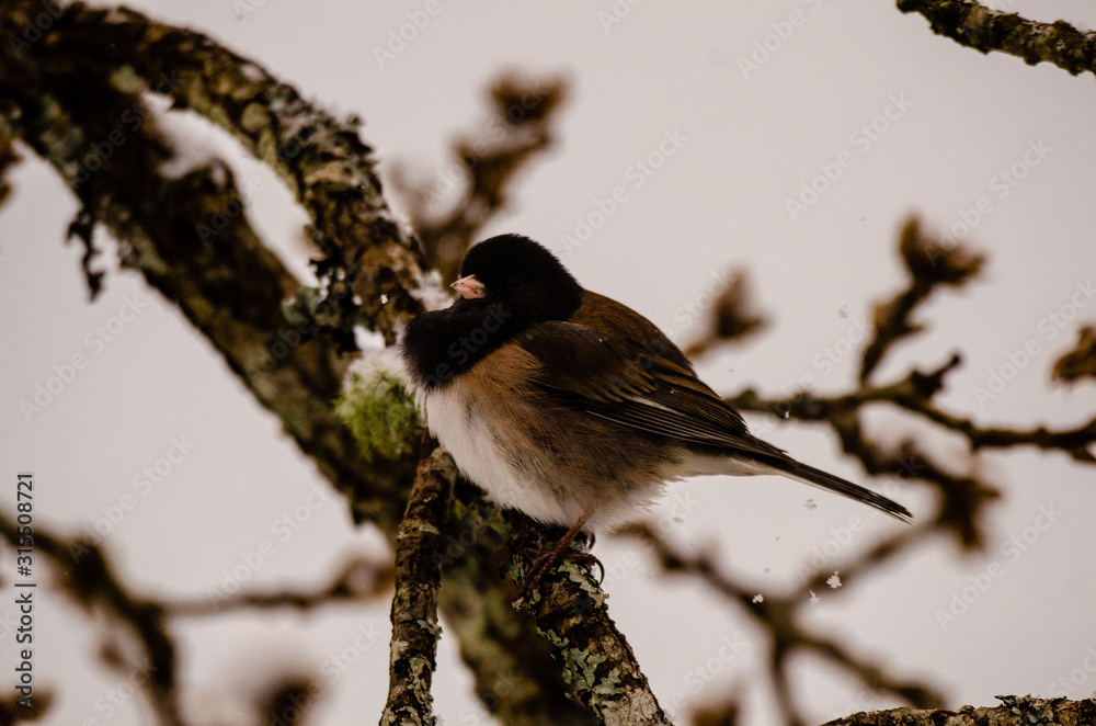Naklejka premium Snowfalls on a Junco