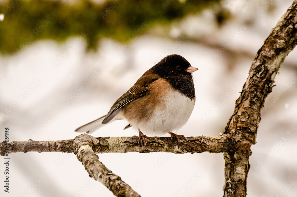 Fototapeta premium Dark-Eyed Junco displaying his good side