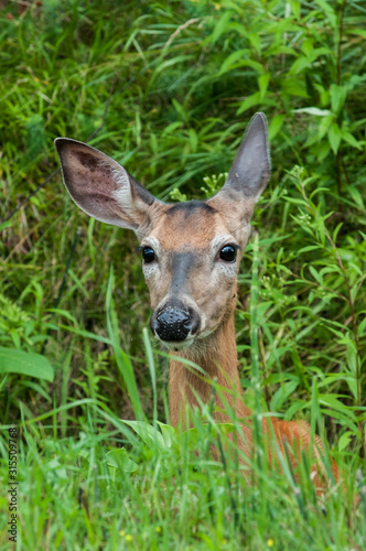 doe whitetailed deer in the forest