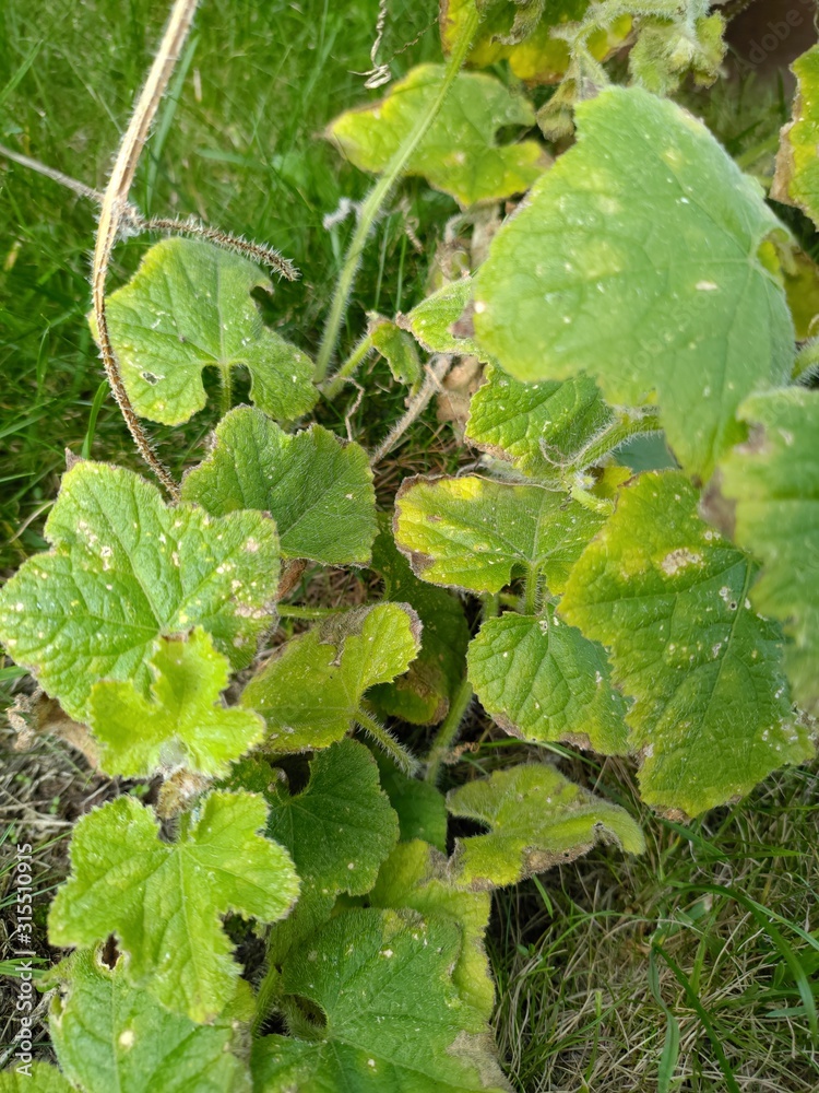 kiwano leaves kiwano leaves