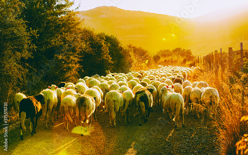 Sunrise and Flock of sheep at agricultural village in Perdaxius, Carbonia-Iglesias. Panorama in South Sardinia island of Italy at sunset. Scenery of Sardegna in summer. Cagliari province. Mixed media.