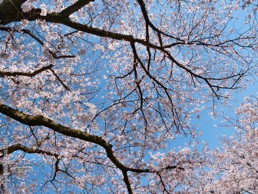 Cherry blossom flowers and blue sky in Fukuoka prefecture, JAPAN. Cherry blossom flowers and blue sky in Fukuoka prefecture, JAPAN.