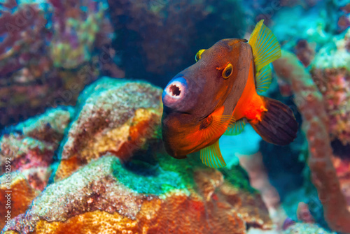 Whitespotted Filefish orange variety photo
