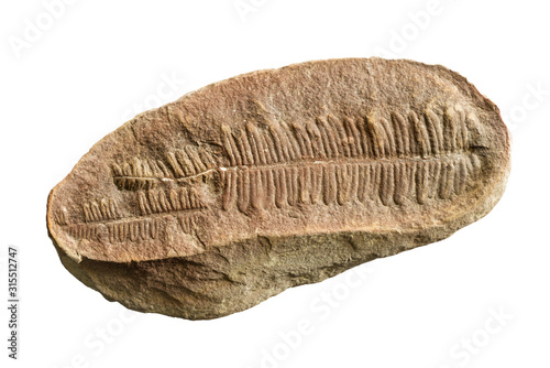 Fern Fossil photo