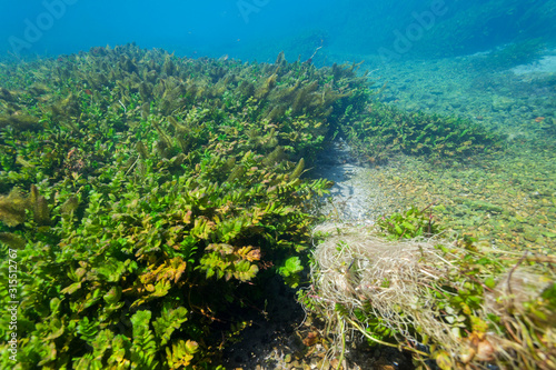 Fototapeta Naklejka Na Ścianę i Meble -  Underwater vegetation of the Dretulja River, Croatia