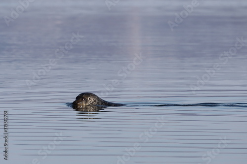 Seal (spotted seal, largha seal, Phoca largha) swimming in sea water in sunny day. Portrait of cute sea mammal. Wild spotted seal closeup.