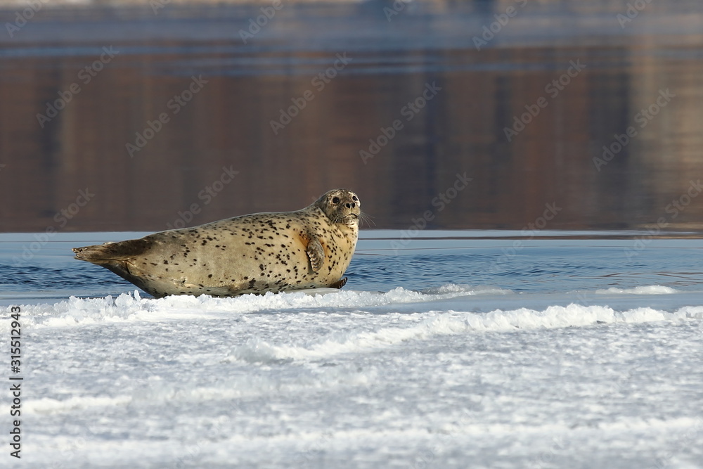 Seal (spotted seal, largha seal, Phoca largha) laying on ice on calm reflecting sea water background in sunny day. Portrait of cute sea mammal. Wild spotted seal closeup.