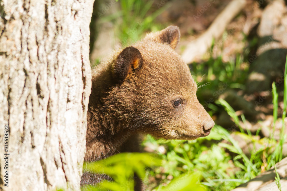 Fototapeta premium A lone bear cub 