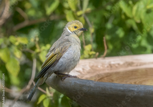 White-plumed honeyeater (Lichenostomus penicillatus) perching on birdbath photo