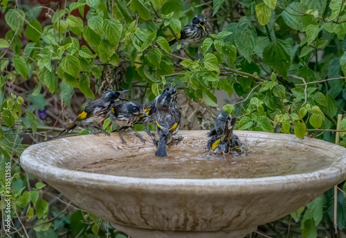 Family of New Holland honeyeaters (Phylidonyris novaehollandiae) splashing in birdbath during heatwave