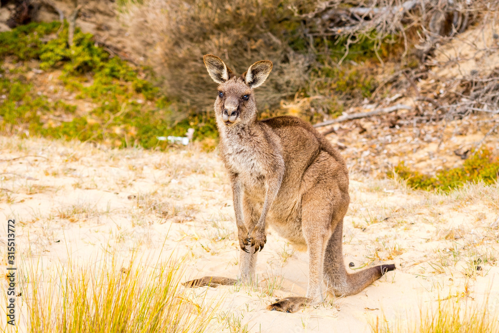 A cute and big kangaroo on the beach