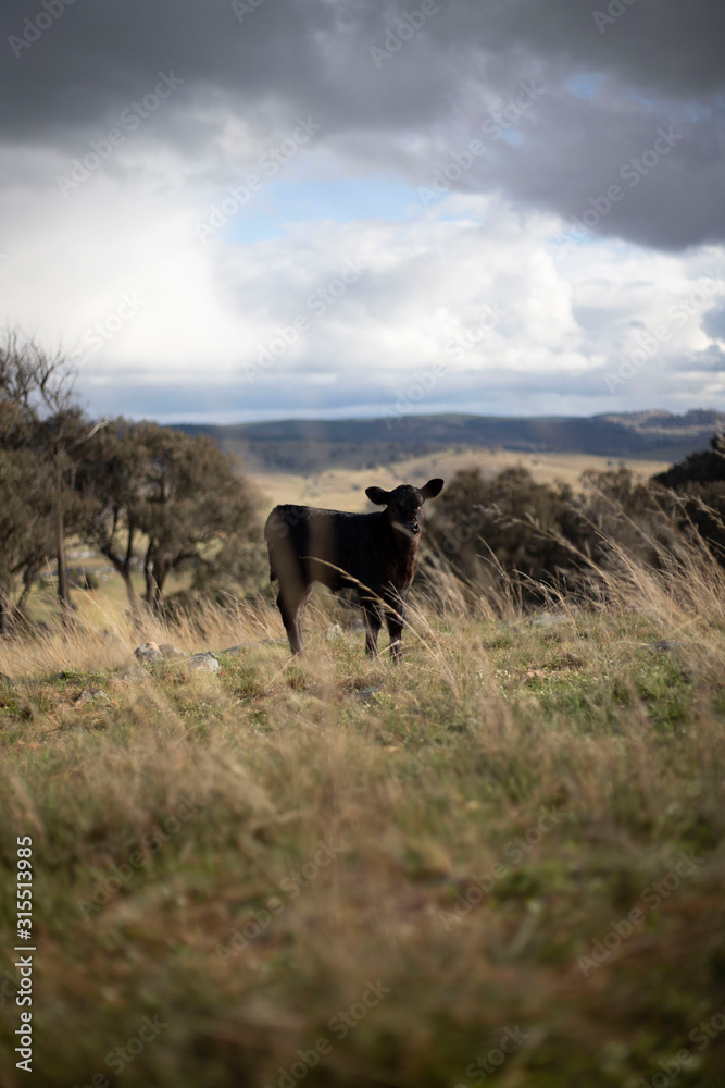 Fototapeta premium A calve catches its photo getting taken in a middle of a paddock