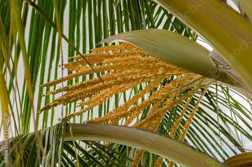 Fotografie Side View Of Coconut Inflorescence And Sheathe