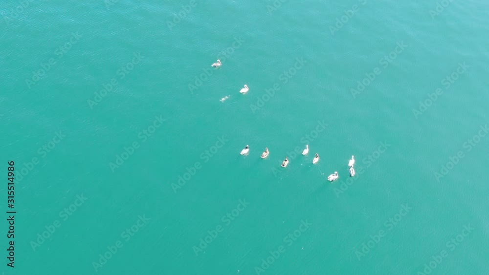 Pelicans swimming in the ocean from above Pelicans swimming in the ocean from above