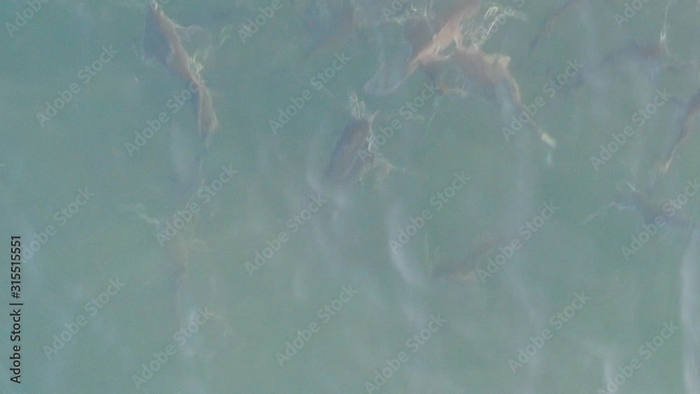 Aerial vew of fish (catfish or bagre) in the water in Costa Rica