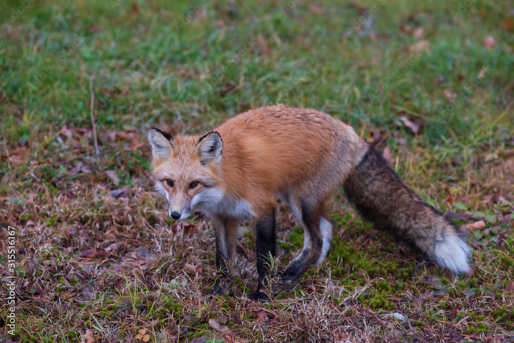 Fototapeta premium A lone red fox