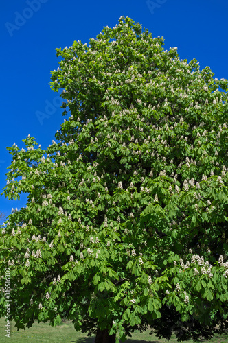 A horse chestnut tree (Aesculus hippocastanum) in flower seen against a clear blue sky