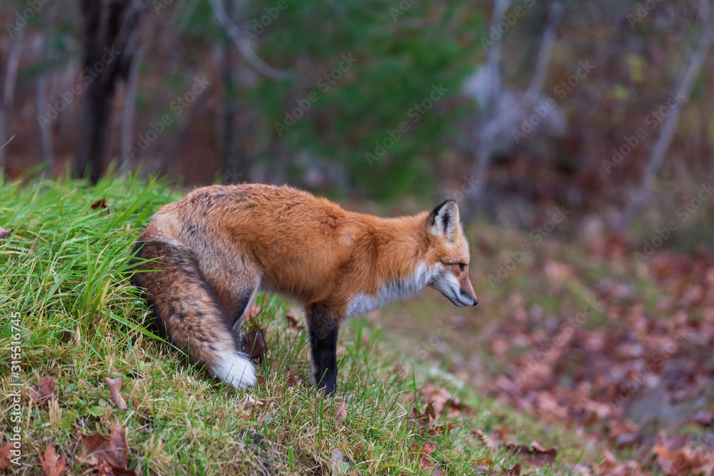 Fototapeta premium A lone red fox