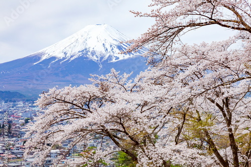 富士山と満開の桜、山梨県富士吉田市孝徳公園にて