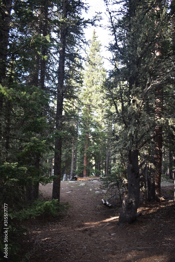 Fototapeta premium forest