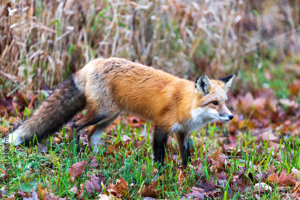 A lone red fox A lone red fox