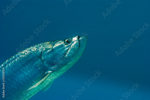 Tarpon head shot on blue background photo