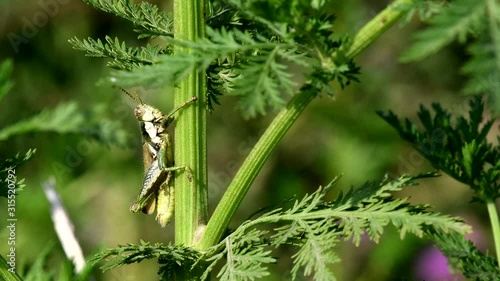 Medium shot of a locust (Coniungoptera nothofagi) perched still on a thistle's branch. photo