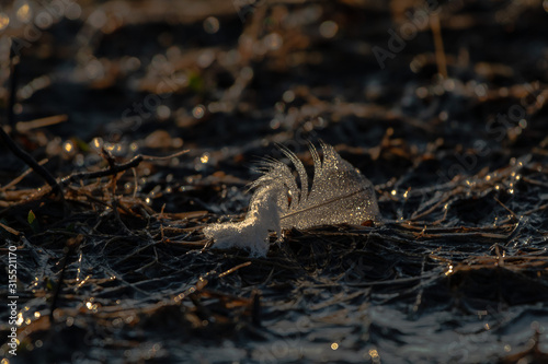 frog in water