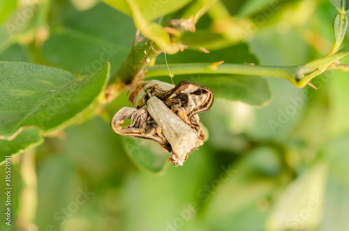 The Head Of A Butterflies Pupal Stage photo