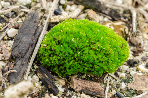 Cluster Of Green Carpet Moss photo