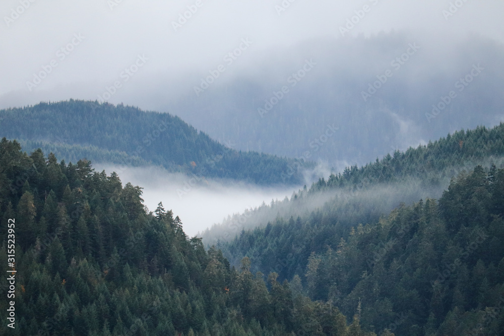 Fog in the Conifers Fog in the Conifers