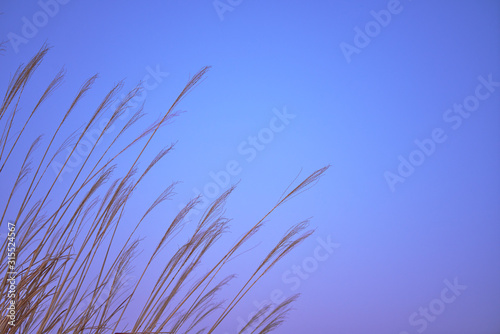 夕暮れのススキ