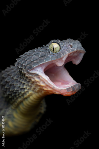 Variable Bush Viper Snake (Atheris squamigera) open mouth - Black Variation