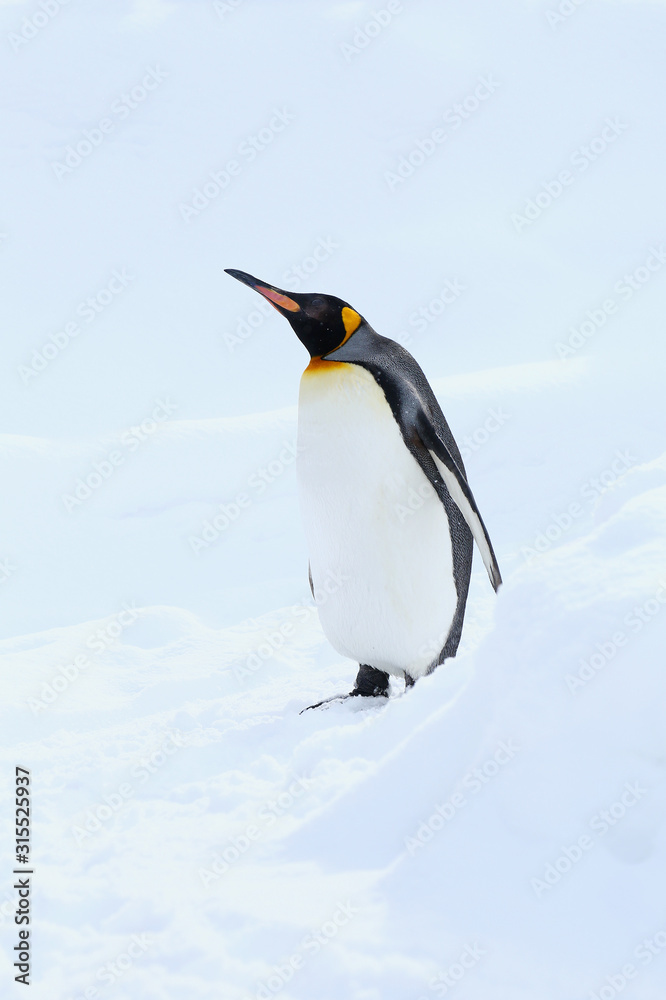 Fototapeta premium キングペンギン