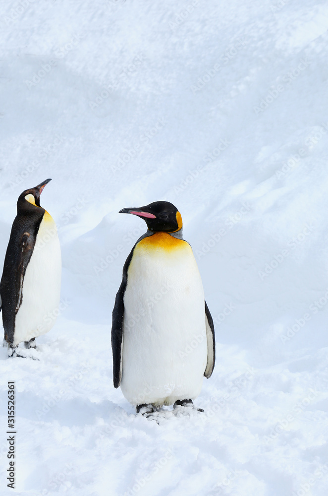 Fototapeta premium キングペンギン