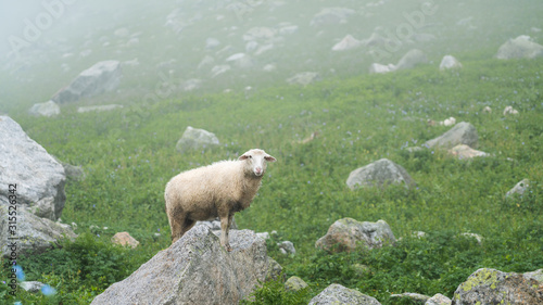 Cutie sheep live in nature on high attitude mountains 