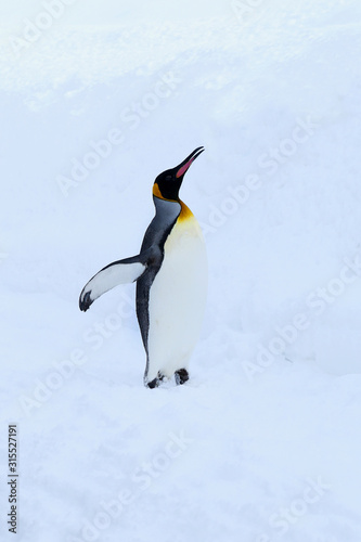 キングペンギン