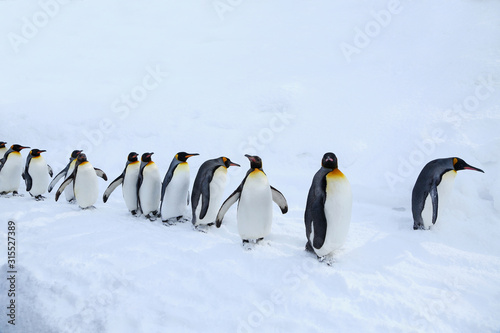 キングペンギンの散歩